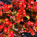The Red Begonias Are On Fire! by yogiw
