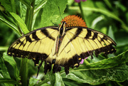 19th Jul 2019 - Tiger Swallowtail Butterfly