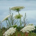 wild flowers by gijsje