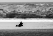 19th Jul 2019 - As A Crow Flies B and W