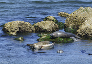 19th Jul 2019 - Harbor Seals Hanging Out On A Summer Day
