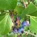 picking blueberries  by wiesnerbeth
