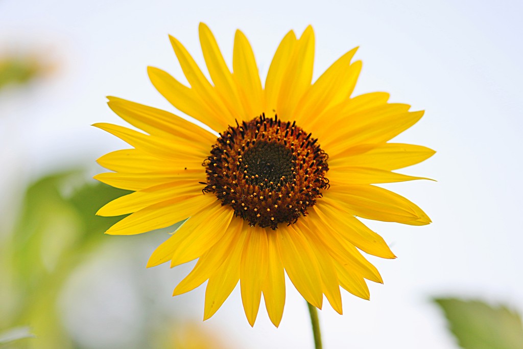 Hello Sunflower! by lynnz