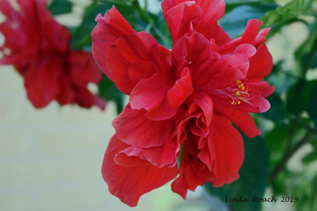 Red Hibiscus by grannysue