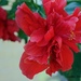 Red Hibiscus by grannysue