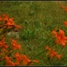 Orange Flowers by spanishliz