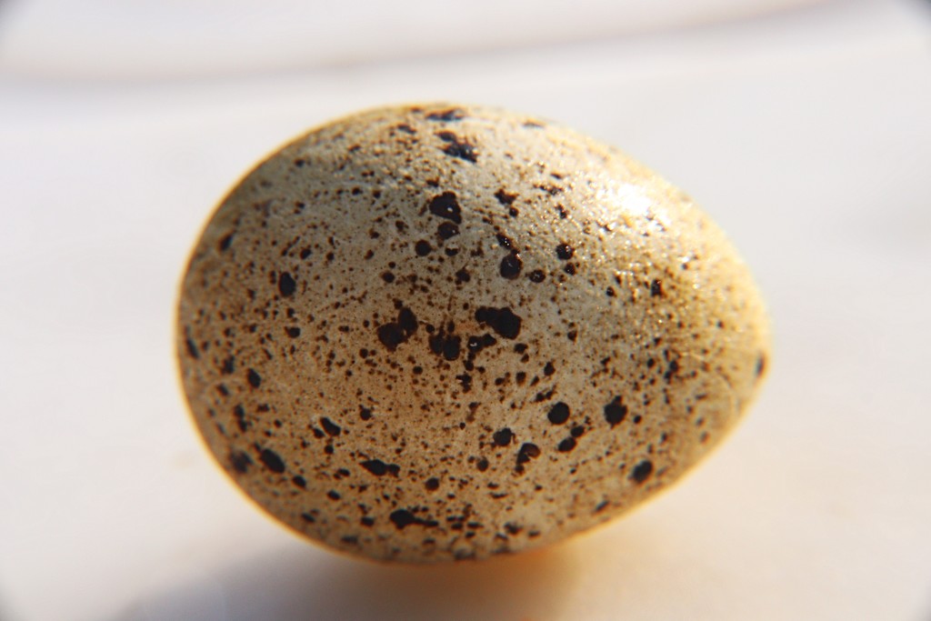 Day 200:  Speckled Egg by sheilalorson