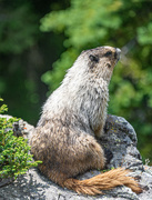 19th Jul 2019 - Hoary Marmot
