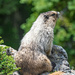 Hoary Marmot by 365karly1