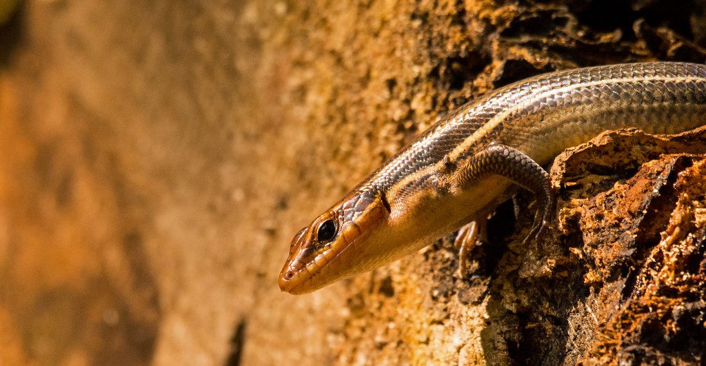 Broad Headed Skink! by rickster549