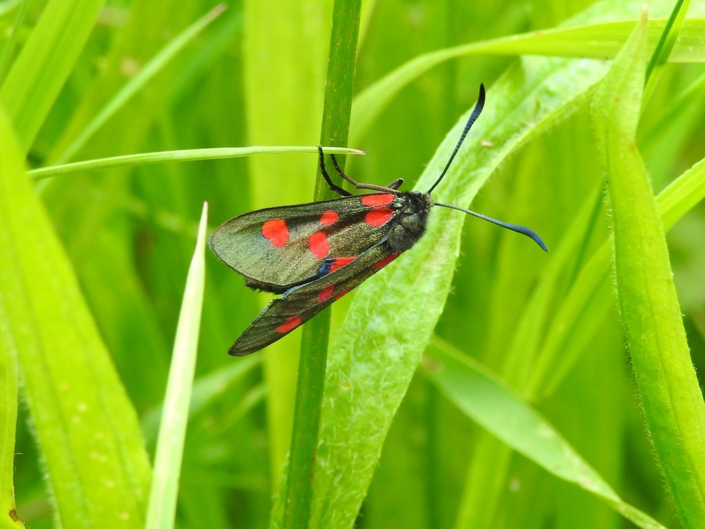 Burnet Moth by oldjosh