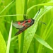 Burnet Moth by oldjosh