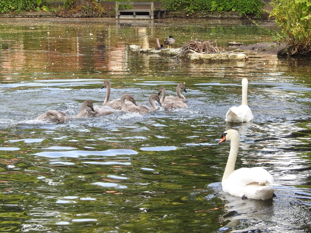 Swans and Cygnets by oldjosh