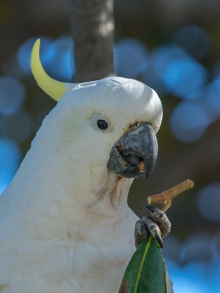 Sulphur-Crested Cockatoos by gosia