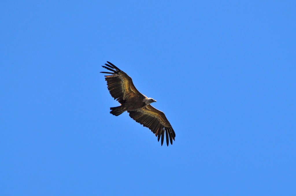 Griffon Vulture  by philbacon
