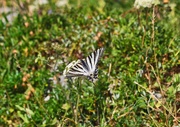 17th Jul 2019 - Swallow tailed Butterfly 