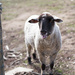 Sheep Sitting - BaaBaa by kgolab