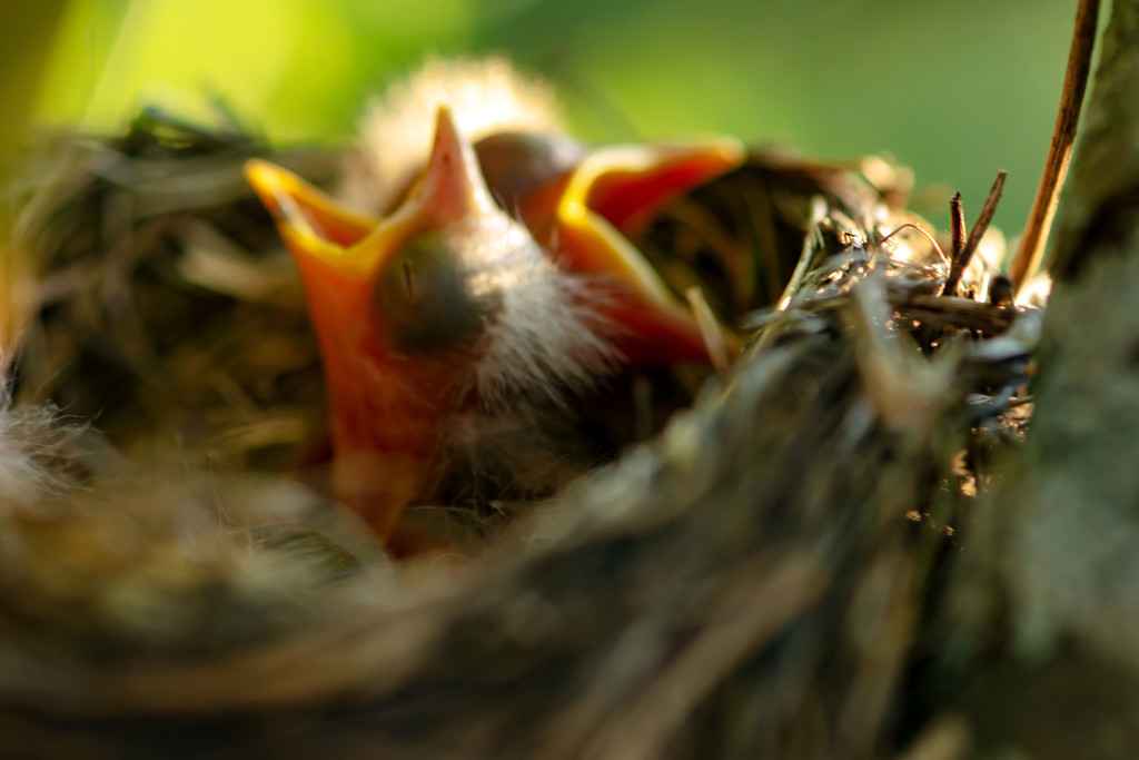 Newly Hatched Robins by farmreporter