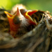 Newly Hatched Robins by farmreporter