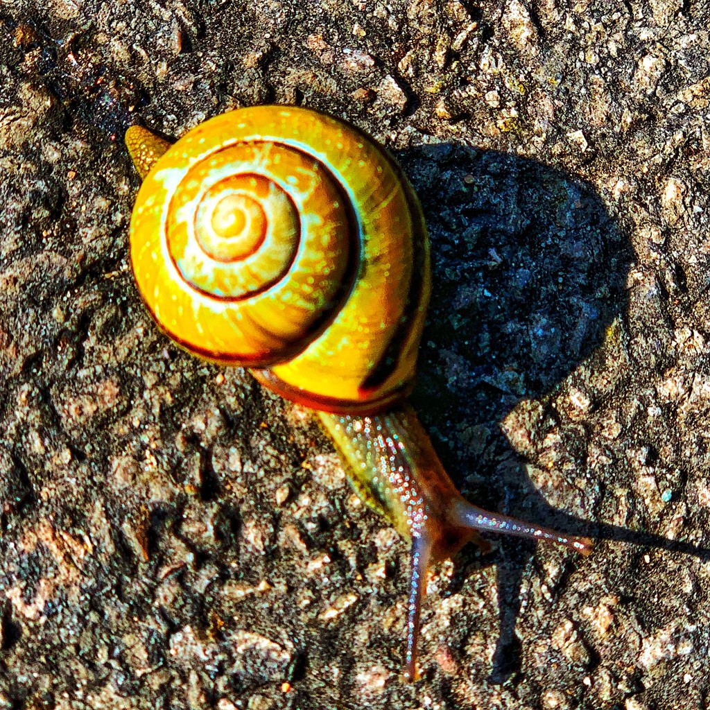 Snail by tinley23