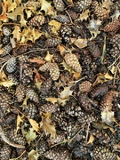 19th Jul 2019 - Holly and pine cones