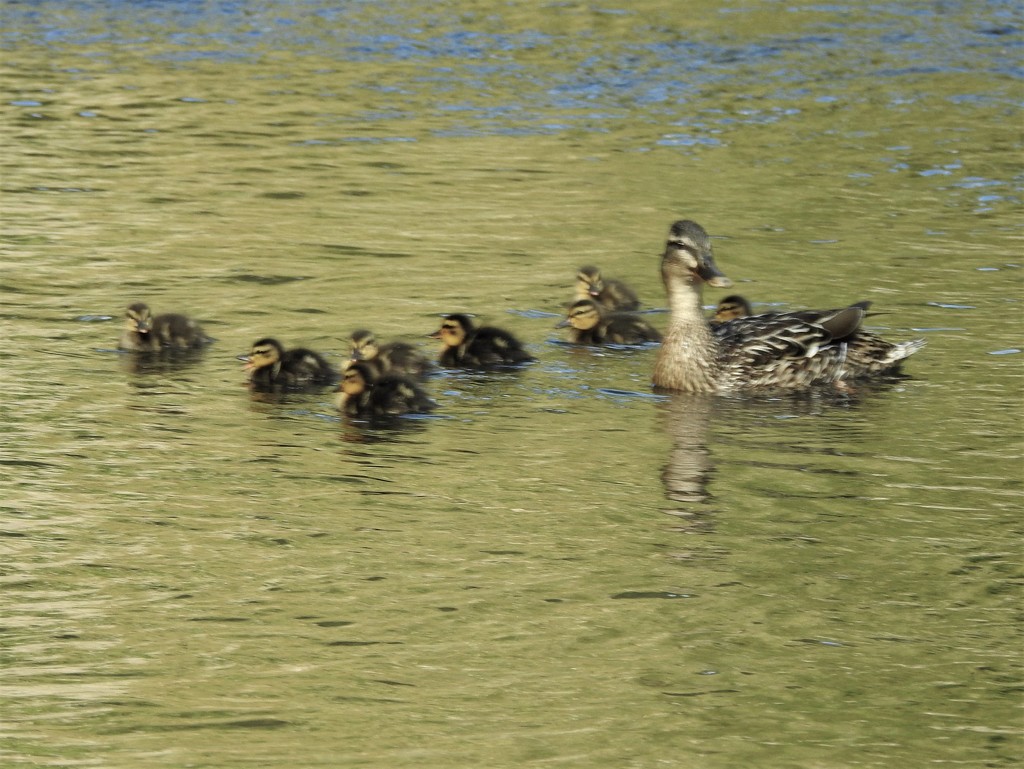 Mallard and Ducklings by oldjosh