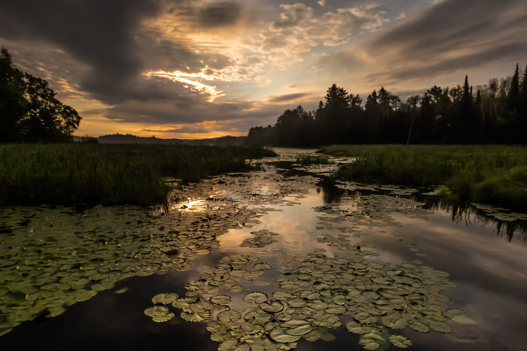 Sunrise on the lily pads  by radiogirl