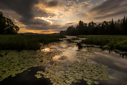 20th Jul 2019 - Sunrise on the lily pads 