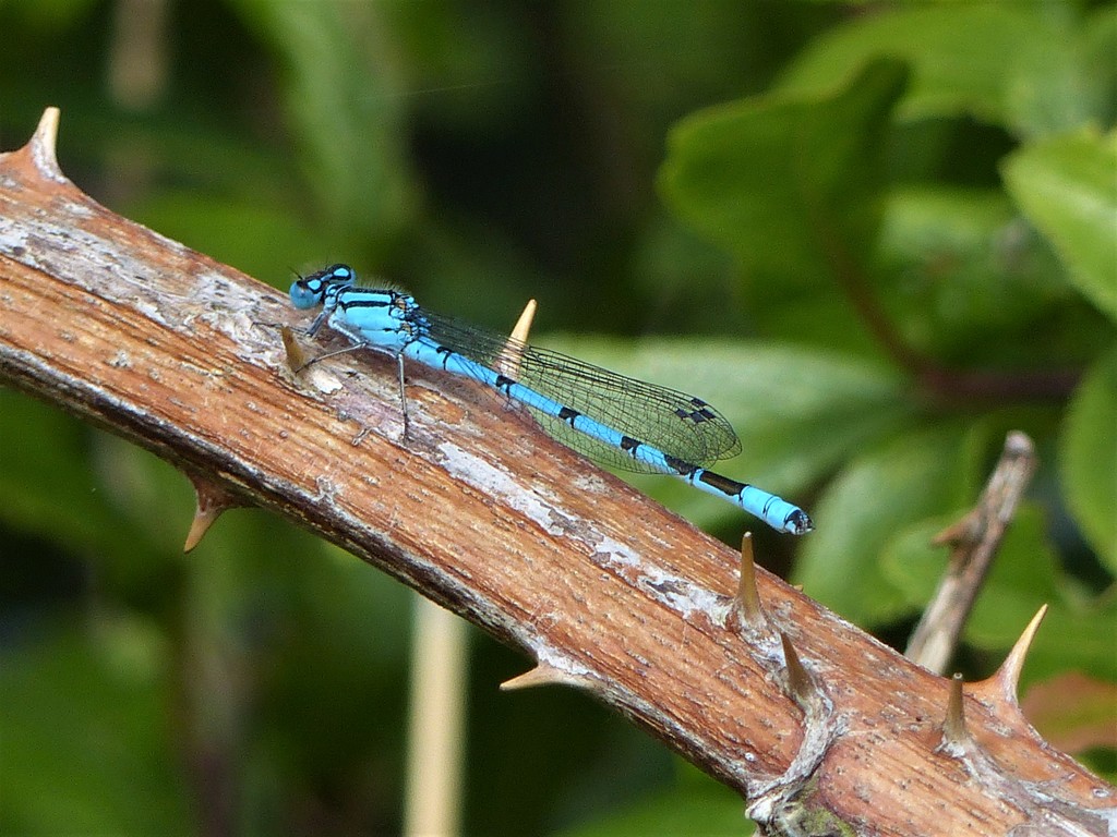  Common Blue Damselfly  by susiemc