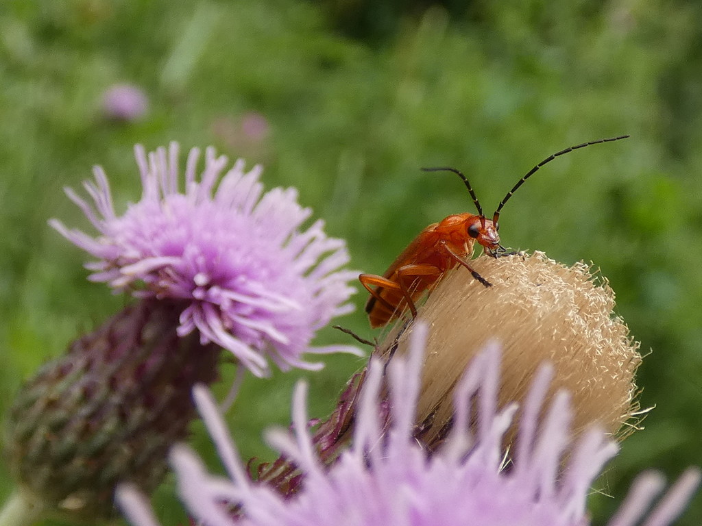 Red Soldier Beetle by julienne1