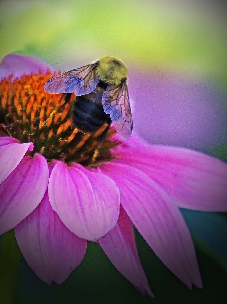 Bee by lynnz