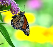 20th Jul 2019 - Butterflies need: sunshine, flowers & freedom.