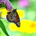Butterflies need: sunshine, flowers & freedom. by jayberg