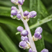 Liriope Blooms by kvphoto
