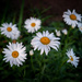 Michaelmas Daisies at Dusk by vignouse