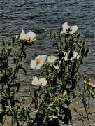 20th Jul 2019 - Prickly Poppy at Horsetooth Reservoir
