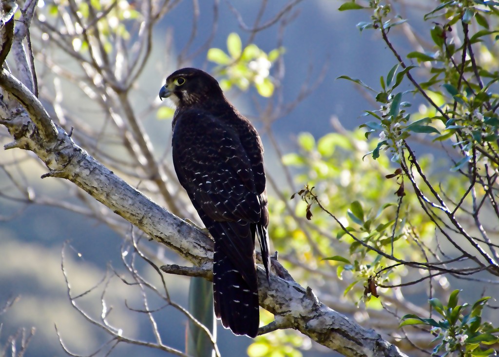 NZ Falcon  by kiwinanna