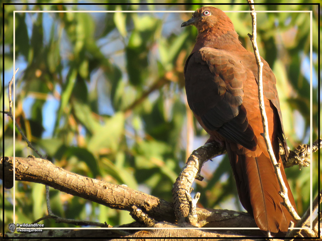 Brown Cuckoo Dove by koalagardens