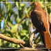Brown Cuckoo Dove by koalagardens
