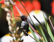 20th Jul 2019 - ~Another Hummer~