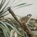 Meerkat by nicolecampbell