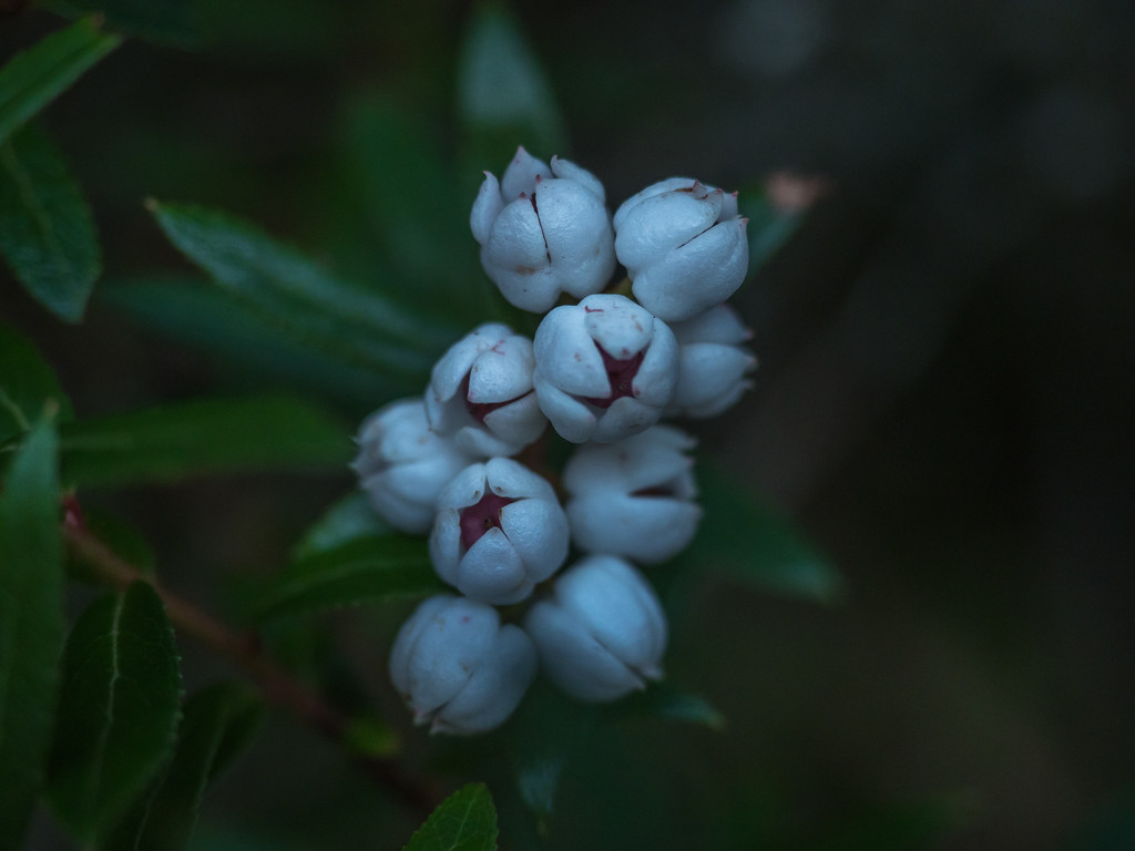 Wild white berries  by gosia