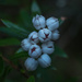 Wild white berries  by gosia