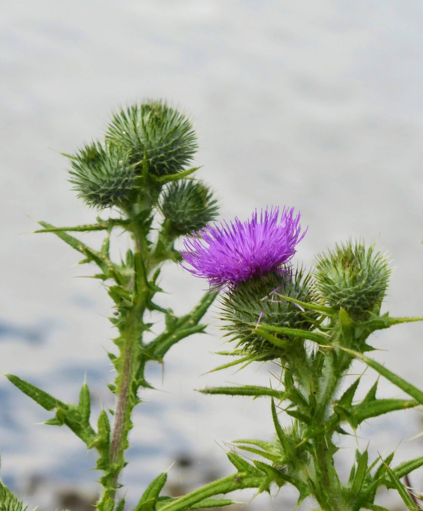 Thistle 1 by 4rky