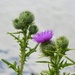 Thistle 1 by 4rky