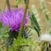 Thistle 2 by 4rky