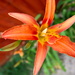Orange Lily by davemockford