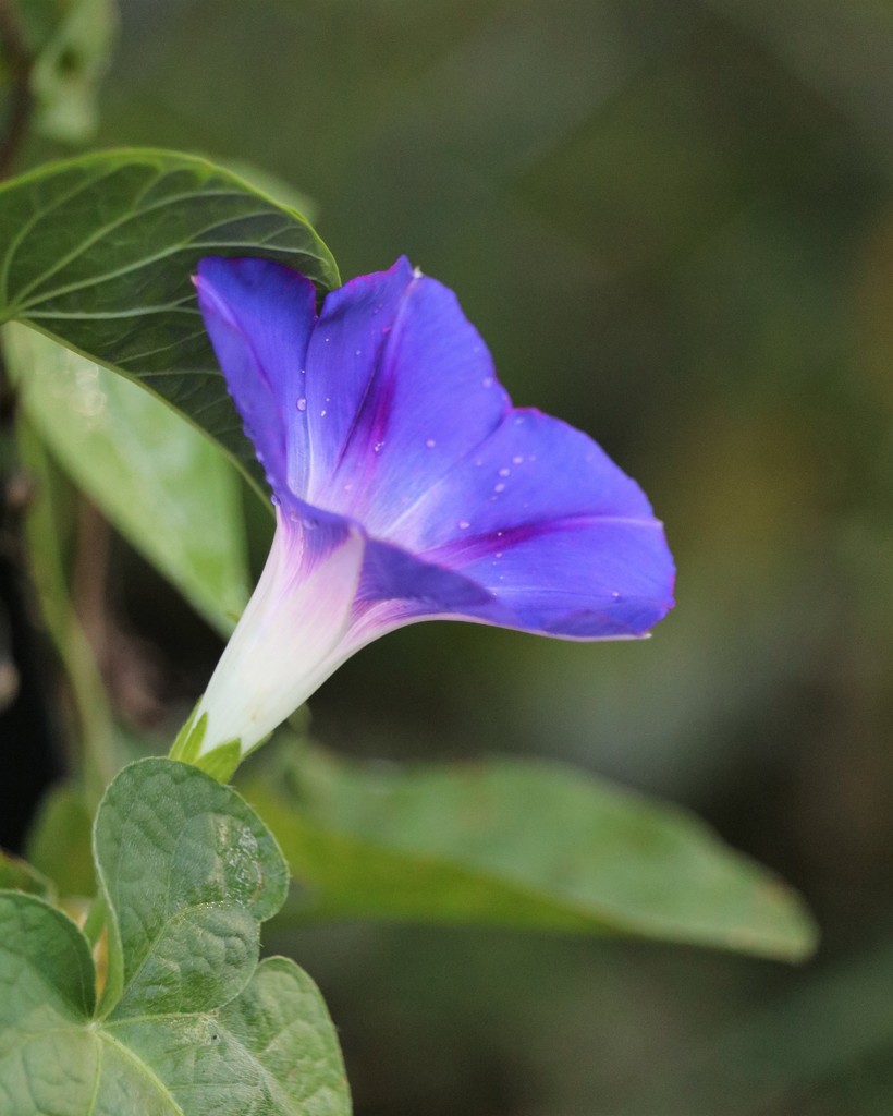 July 21: Morning Glory by daisymiller