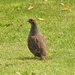  Grey Partridge  by susiemc