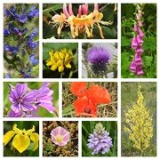21st Jul 2019 -  Norfolk Wild Flowers 1